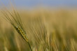 wheat 3