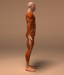 Anatomie et systeme musculaire Anatomie et systeme musculaire