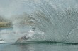 ski nautique gerbe