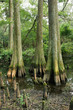 Bald Cypress Swamp Bald Cypress Swamp