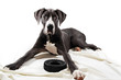 Great Danes dog