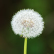 fleur fleur
