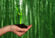 young bamboo