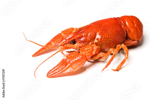 Crawfish