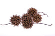 Sweetgum Fruit