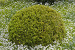 buisson dans un jardin