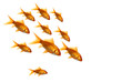 Family of Goldfish isolated over white Family of Goldfish isolated over white