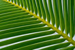 palm branch palm branch