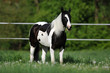 Image : Pferd auf Weide (paint horse)