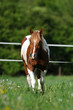 Image : Pferd auf Weide (paint horse braun)