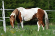 Photo : Pferd auf Weide (paint horse braun)