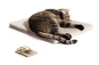 cat relax  - focus on cat