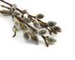 willow catkins; early spring salix flowers willow catkins; early spring salix flowers