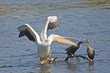White Pelican with Cormorants