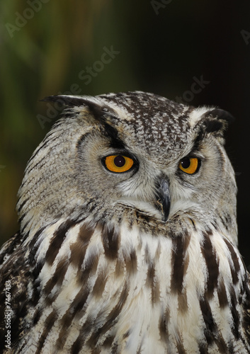 Photo: Eurasian eagle owl Eurasian eagle owl