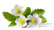 fiori di fragola