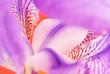 Flower  closeup