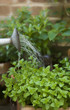 Watering herbs in the garden
