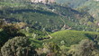 plantations de thé, Kerala - Inde