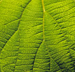 Leaf's fields