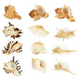Seashells collection