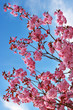 Pink cherry blossom over blue sky