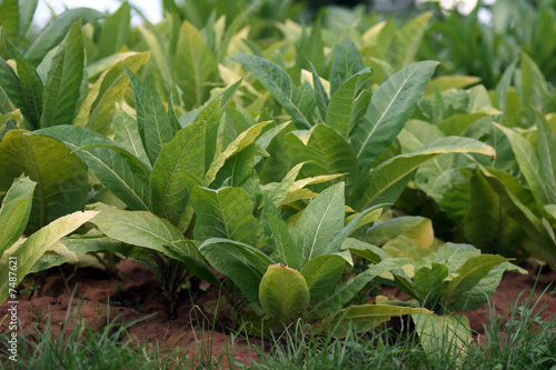 Plants In Malawi