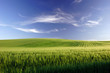 Grano 
