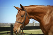 Horse in bridle Horse in bridle