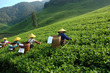 tea plantation tea plantation