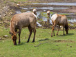 Grazing Elk