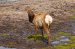 Young Elk