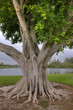 Large Banyan tree 