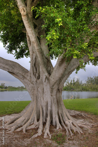 Large Banyan tree 