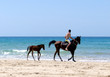 Horses