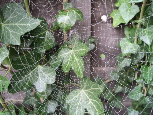 Photo: Spider web with droplets Spider web with droplets