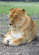 Lionne
