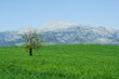 peaceful rural countryside scene in mallorca spain