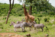 Tanzania Wild Landscape