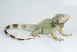 Iguana