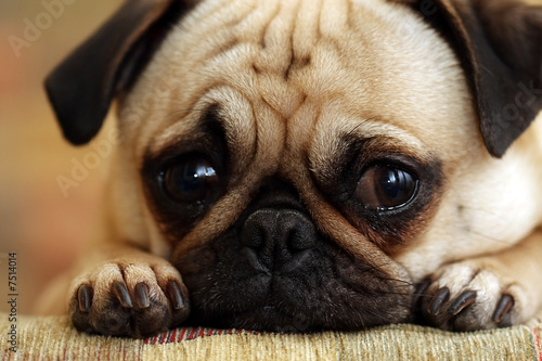 Photo: Sad Pug Puppy Sad Pug Puppy