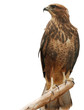 Falcon