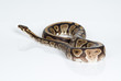 Python