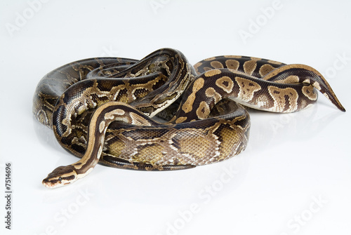 Python