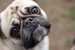 Snaggle Tooth