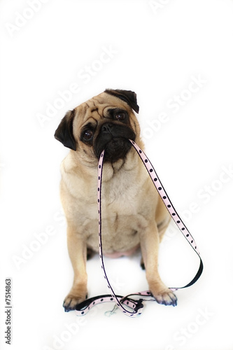 Photo: Time For A Walk Time For A Walk