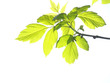 It can adorn a visit or postal card, paper for a letter, etc. It can adorn a visit or postal card, paper for a letter, etc.
