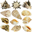 Seashells collection  