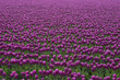 Purple Tulips