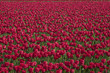 Red Tulips